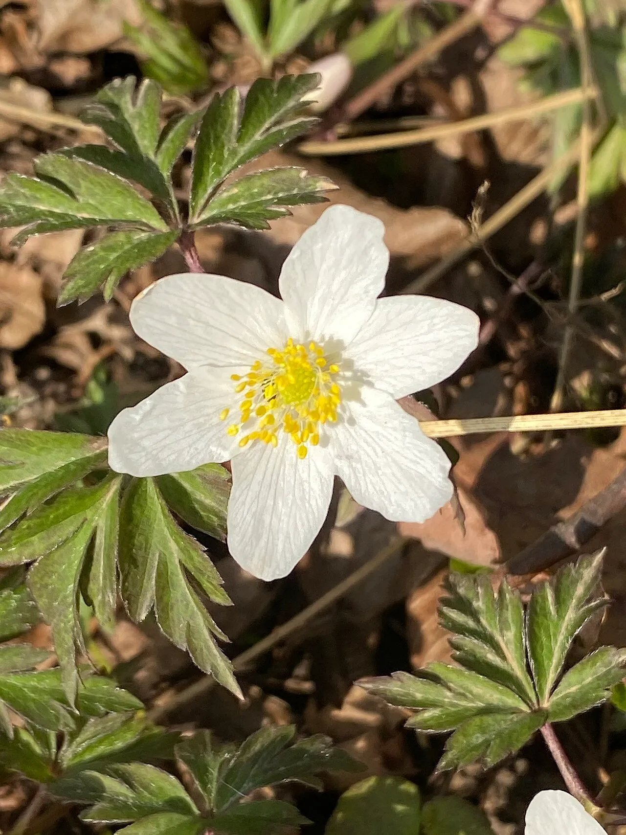 European Thimbleweed — photo by W. Bulach