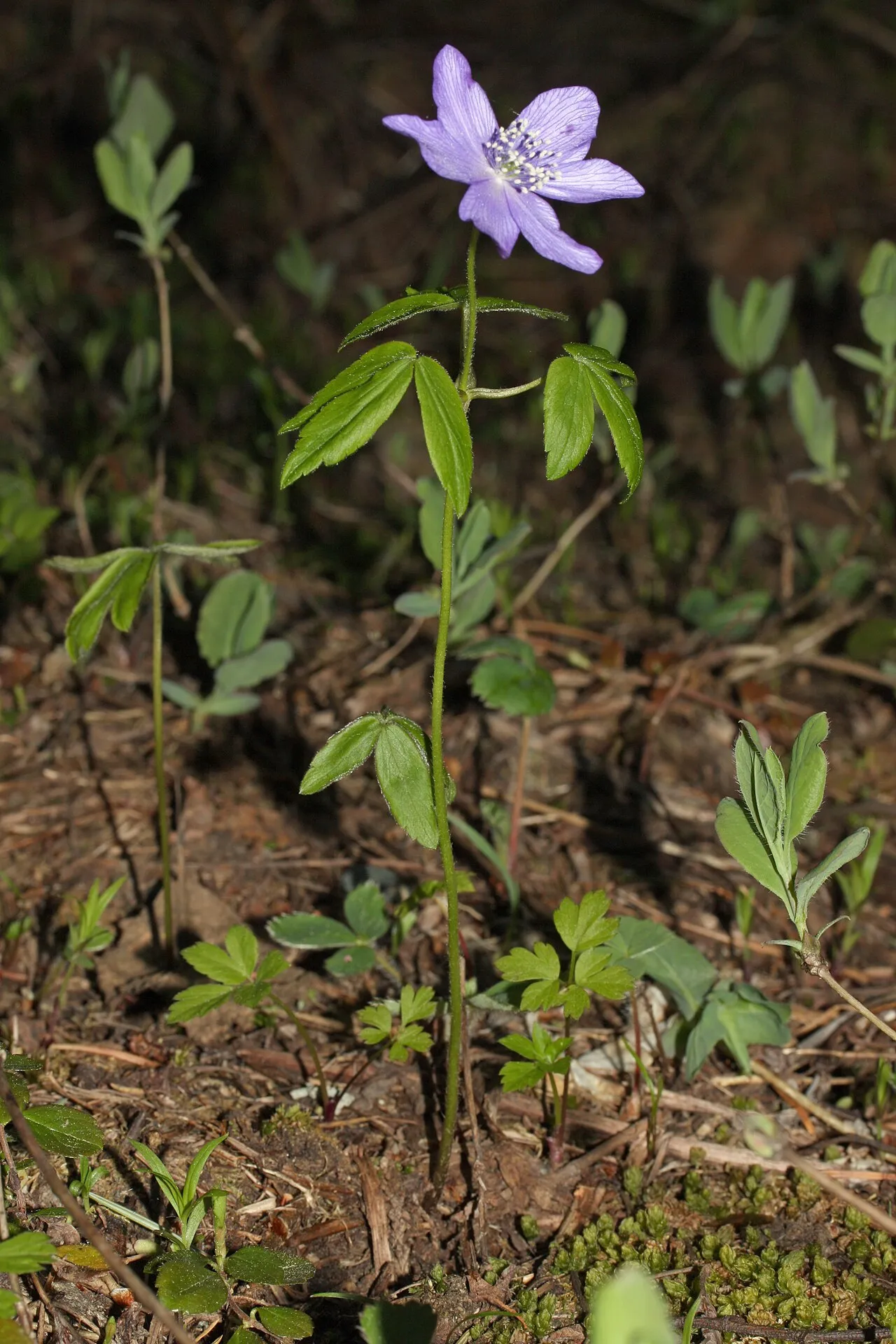 Blue Windflower