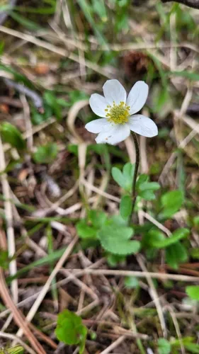 Smallflowered Anemone — photo by anna_elkins