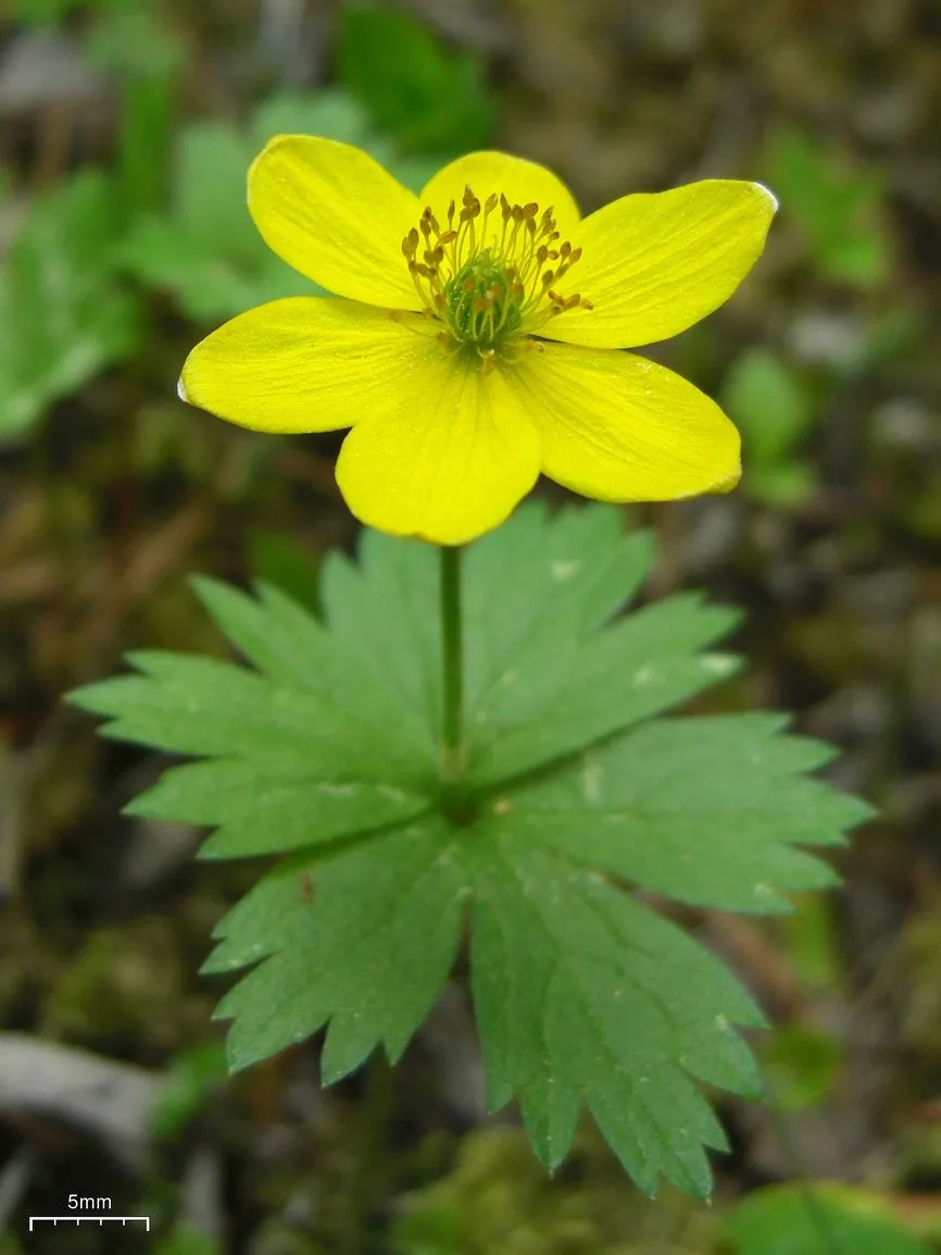 Yellow Thimbleweed — photo by pellaea