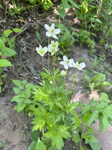 Tall Thimbleweed — photo by abbykderix