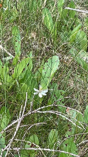 Yerba Mansa