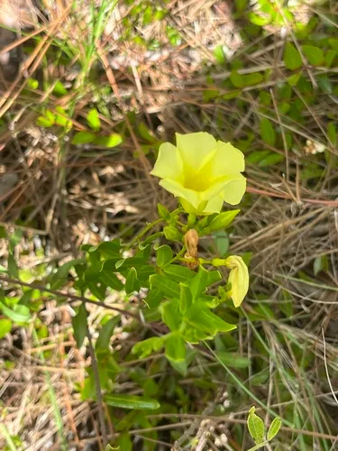 Pineland Golden Trumpet — photo by Mikie Green