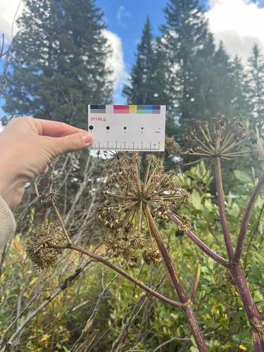 Giant Angelica — photo by Frédérique
