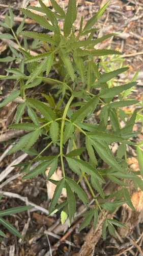 Brewer's Angelica