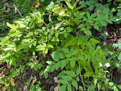 California Angelica