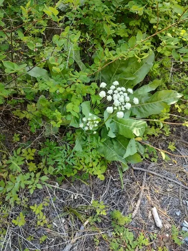 Canby's Angelica