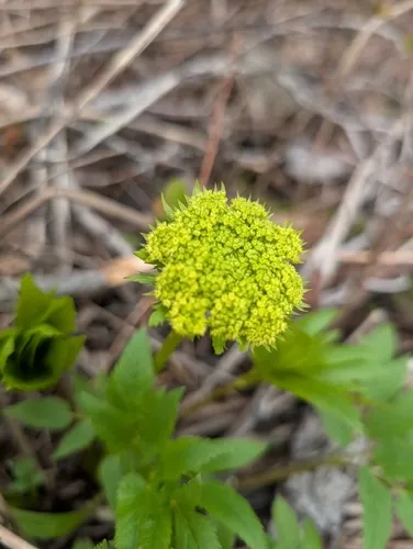 Dawson's Angelica