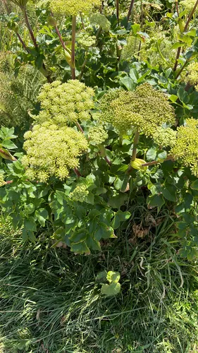 Seacoast Angelica — photo by orissa_a