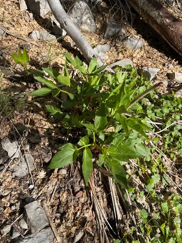 Charleston Mountain Angelica