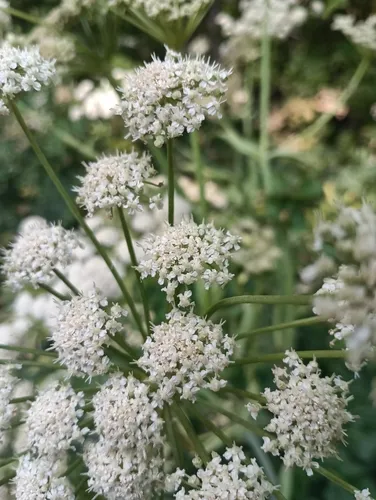 Utah Angelica — photo by John Williams