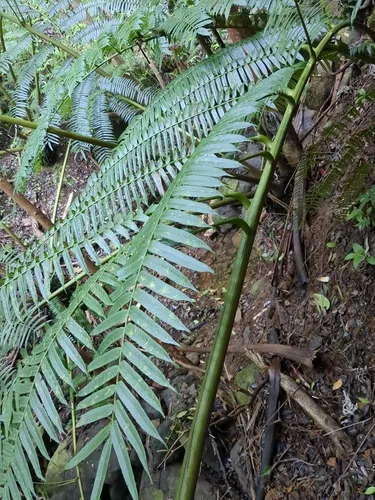 Oriental Vessel Fern