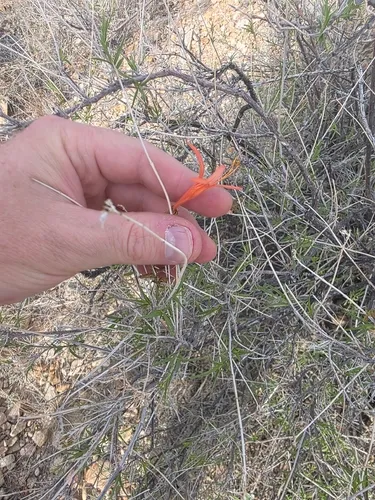 Narrowleaf Desert Honeysuckle