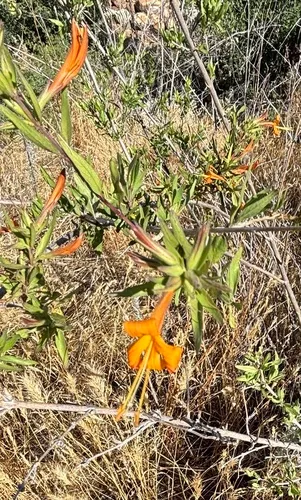 Thurber's Desert Honeysuckle