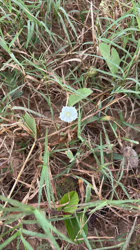 Whitejacket — photo by Eduardo Agramont