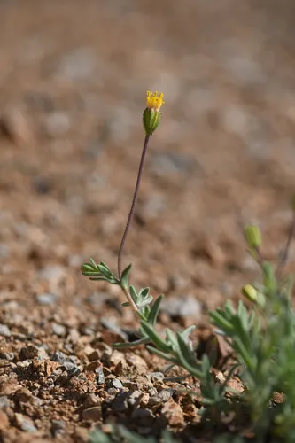 Leafy Raillardiopsis — photo by Trevor Van Loon