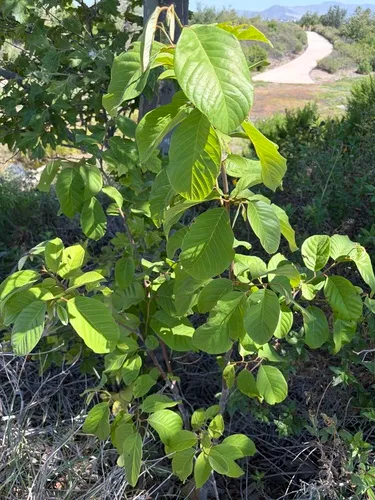 Cherimoya