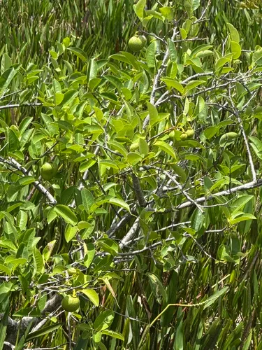 Pond Apple