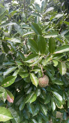 Mountain Soursop