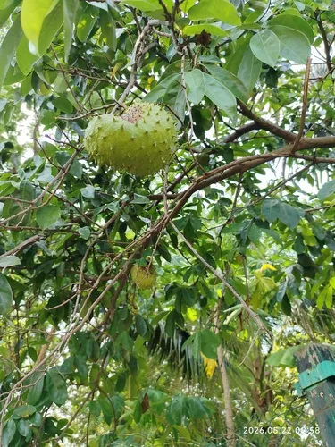 Soursop