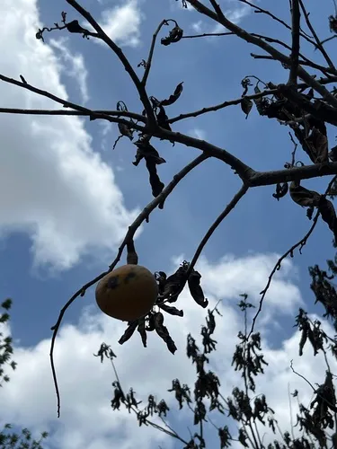 Custard Apple