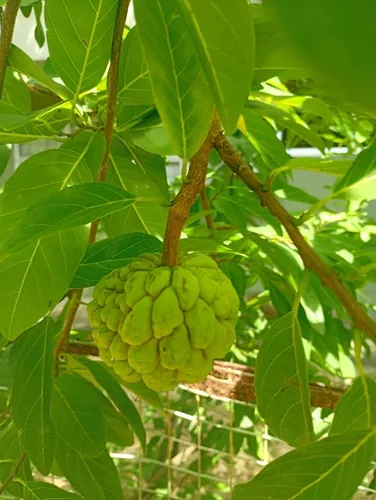 Sugar Apple