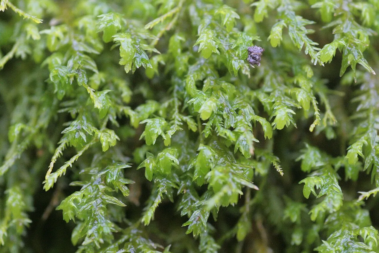 Anomodon Moss