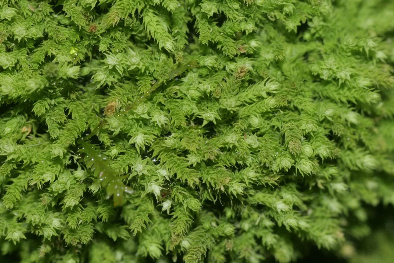 Anomodon Moss — photo by HermannSchachner
