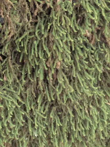 Rugel's Anomodon Moss