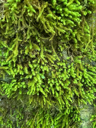Anomodon Moss