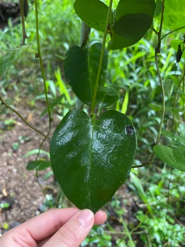 Heartleaf Madeiravine