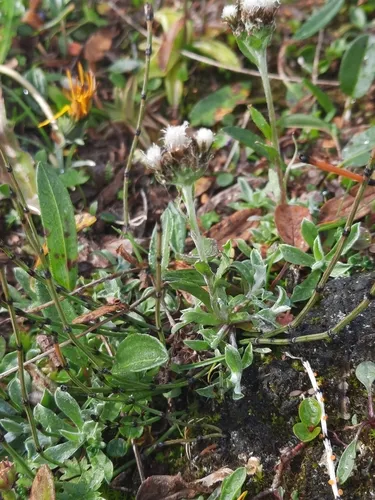 Alpine Pussytoes