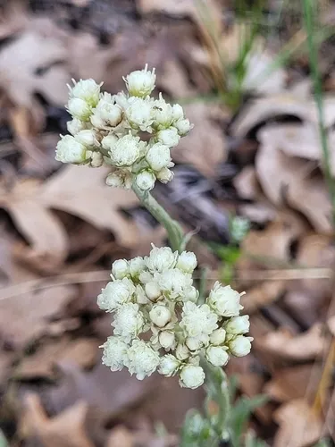 Silver Pussytoes — photo by Kate Turner