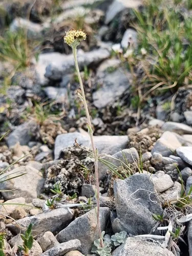 Denseleaf Pussytoes