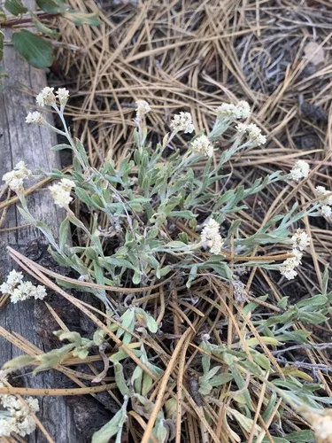 Pinewoods Pussytoes — photo by growbadlands