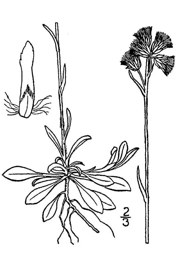 Canadian Pussytoes (subsp. canadensis) — photo by USDA-NRCS PLANTS Database / Britton, N.L., and A. Brown. 1913. An illustrated…