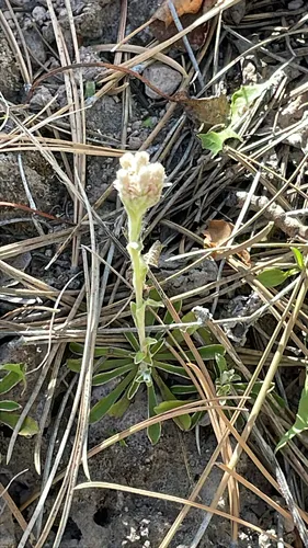 Whitemargin Pussytoes — photo by P Rathbone