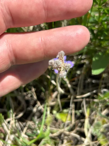 Field Pussytoes