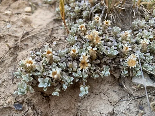 Kaibab Pussytoes — photo by Sequoia Janirella Wrens