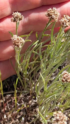 Narrowleaf Pussytoes — photo by Sandra Ruffner