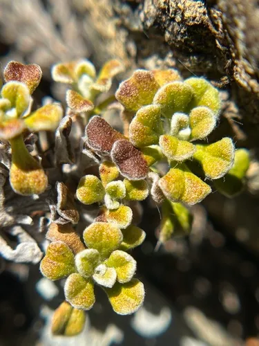 Evergreen Everlasting