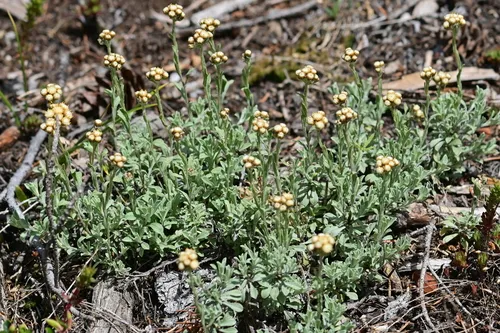 Umber Pussytoes — photo by Julia Housden Proulx