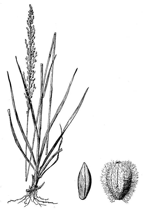 Green Silkyscale — photo by Hitchcock, A.S. (rev. A. Chase). 1950. Manual of the grasses of the United St…