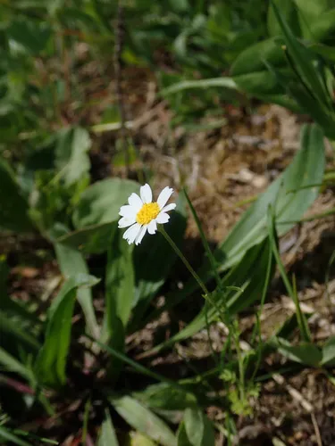 Corn Chamomile