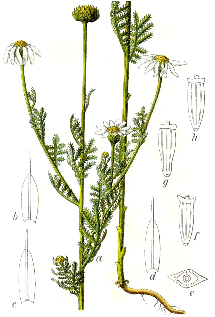 Austrian Chamomile