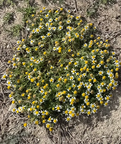 Prostrate Chamomile