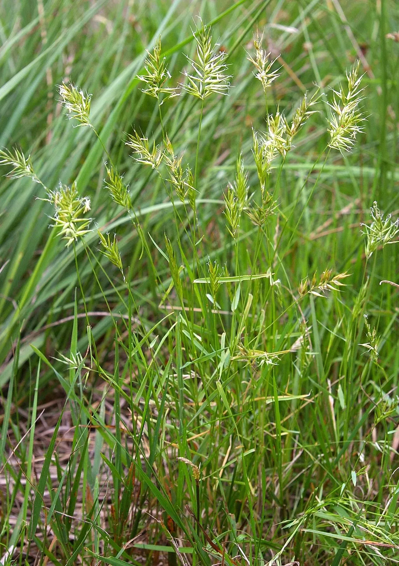 Annual Vernalgrass — photo by Christian Fischer