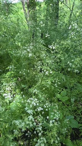 Garden Chervil