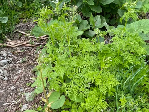 Wild Chervil