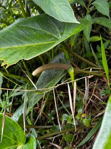 Lengua De Vaca